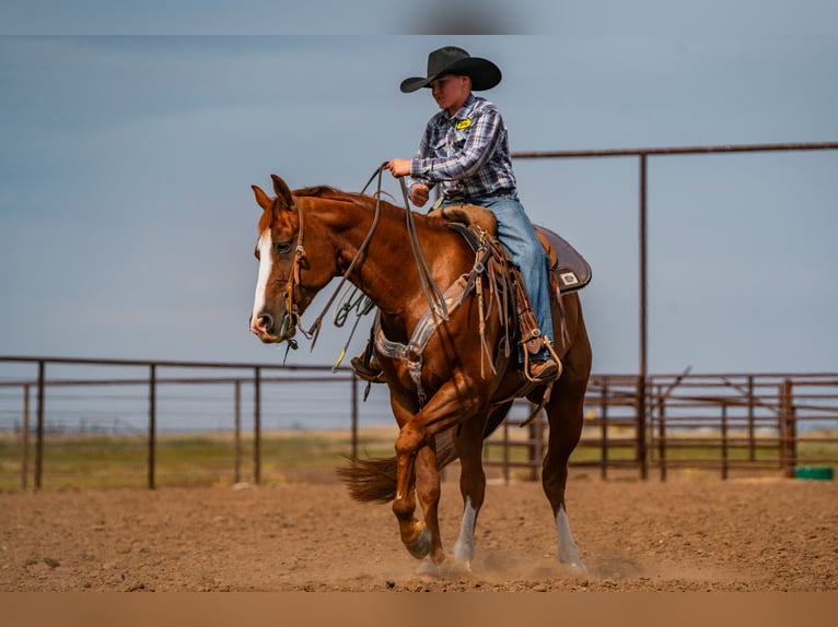 American Quarter Horse Wallach 7 Jahre 155 cm Rotfuchs in Canyon