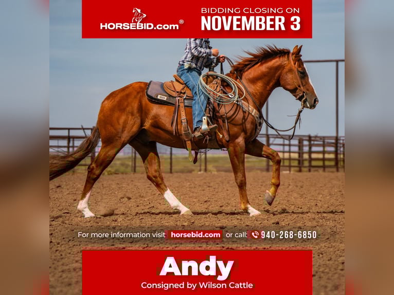 American Quarter Horse Wallach 7 Jahre 155 cm Rotfuchs in Canyon