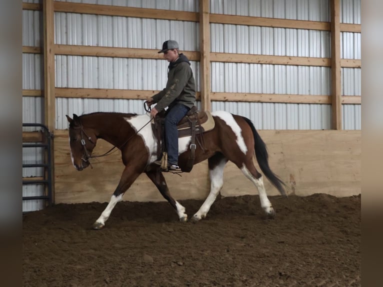 American Quarter Horse Wallach 7 Jahre 155 cm Schecke in Howell