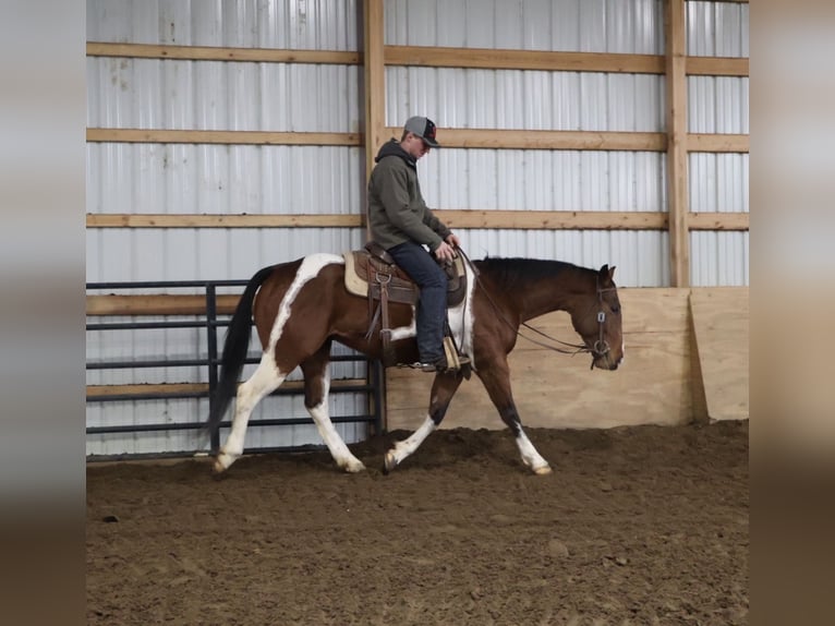 American Quarter Horse Wallach 7 Jahre 155 cm Schecke in Howell