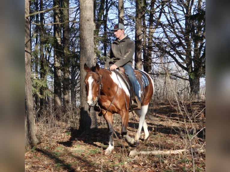 American Quarter Horse Wallach 7 Jahre 155 cm Schecke in Howell