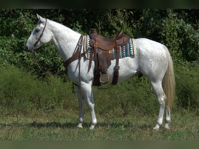 American Quarter Horse Wallach 7 Jahre 155 cm Schimmel in Princeton MO