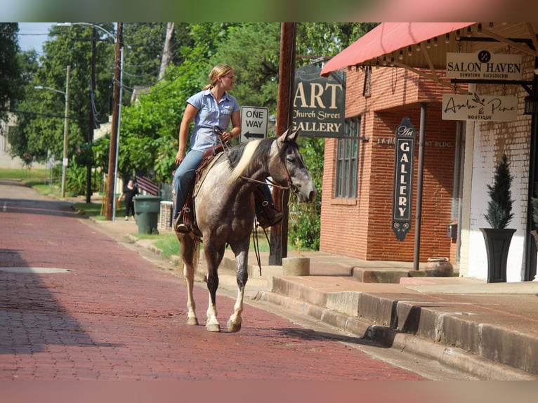 American Quarter Horse Wallach 7 Jahre 155 cm Tobiano-alle-Farben in Rusk TX