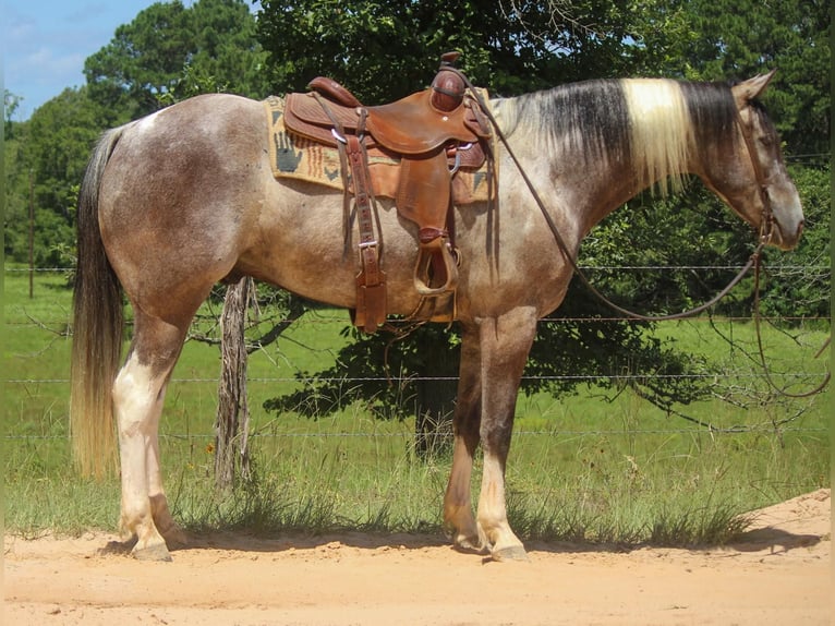 American Quarter Horse Wallach 7 Jahre 155 cm Tobiano-alle-Farben in Rusk TX