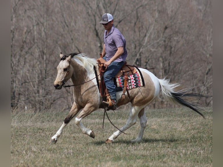 American Quarter Horse Wallach 7 Jahre 155 cm Tobiano-alle-Farben in Brodhead KY