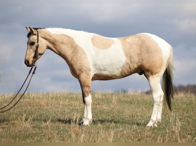 American Quarter Horse Wallach 7 Jahre 155 cm Tobiano-alle-Farben in Brodhead KY