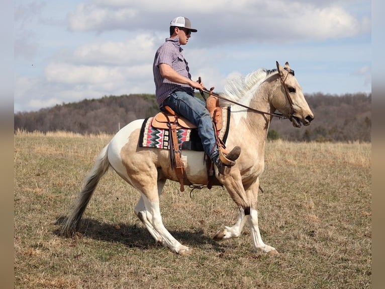 American Quarter Horse Wallach 7 Jahre 155 cm Tobiano-alle-Farben in Brodhead KY