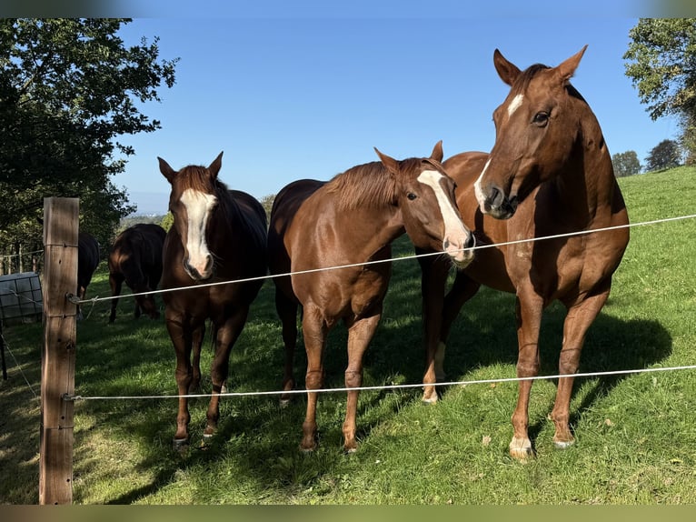American Quarter Horse Wallach 7 Jahre 156 cm Dunkelfuchs in Hennef