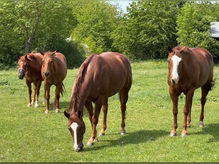 American Quarter Horse Wallach 7 Jahre 156 cm Dunkelfuchs in Hennef
