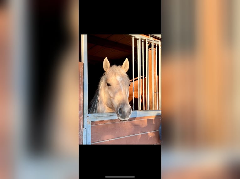 American Quarter Horse Wallach 7 Jahre 156 cm Palomino in Palombara Sabina