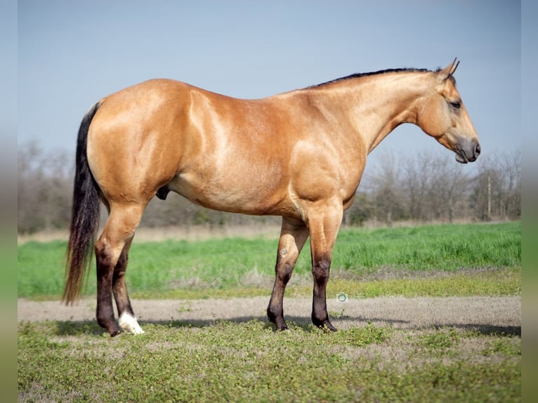 American Quarter Horse Wallach 7 Jahre 157 cm Buckskin in Addison