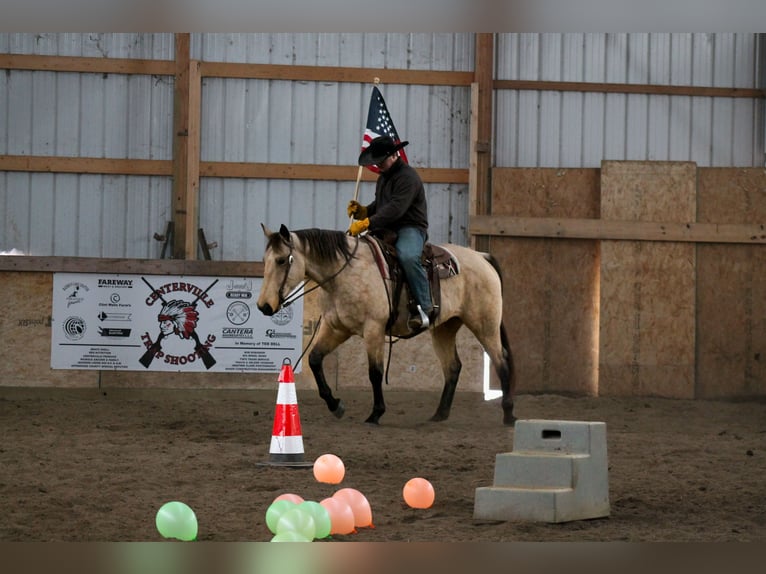 American Quarter Horse Wallach 7 Jahre 157 cm Buckskin in Plano