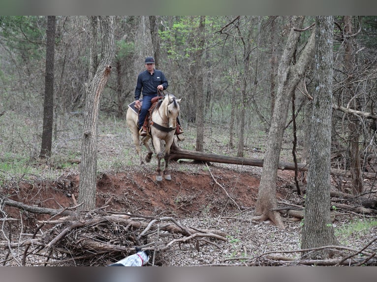American Quarter Horse Wallach 7 Jahre 157 cm Buckskin in Ripley