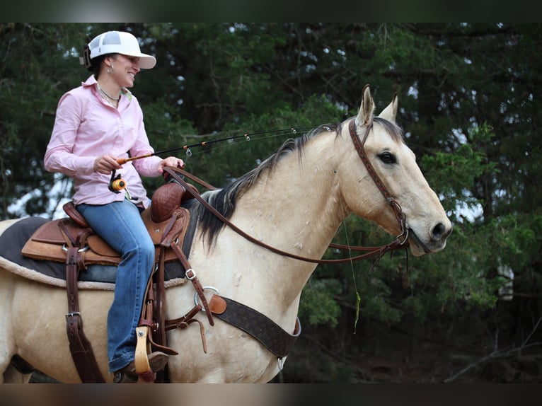 American Quarter Horse Wallach 7 Jahre 157 cm Buckskin in Ripley
