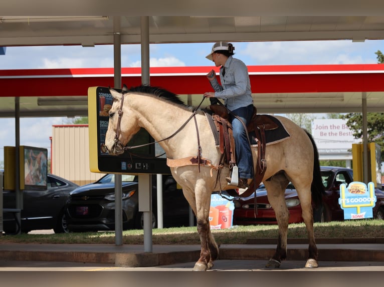 American Quarter Horse Wallach 7 Jahre 157 cm Buckskin in Ripley