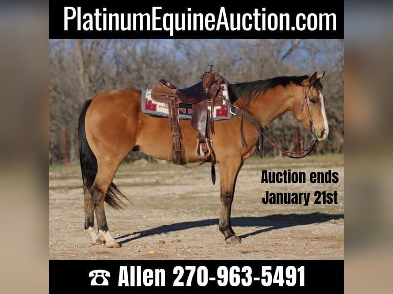 American Quarter Horse Wallach 7 Jahre 157 cm Buckskin in Brickenridge TX