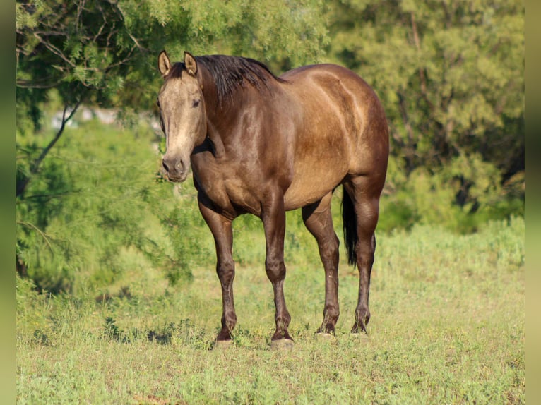 American Quarter Horse Wallach 7 Jahre 157 cm Buckskin in Stephenville TX