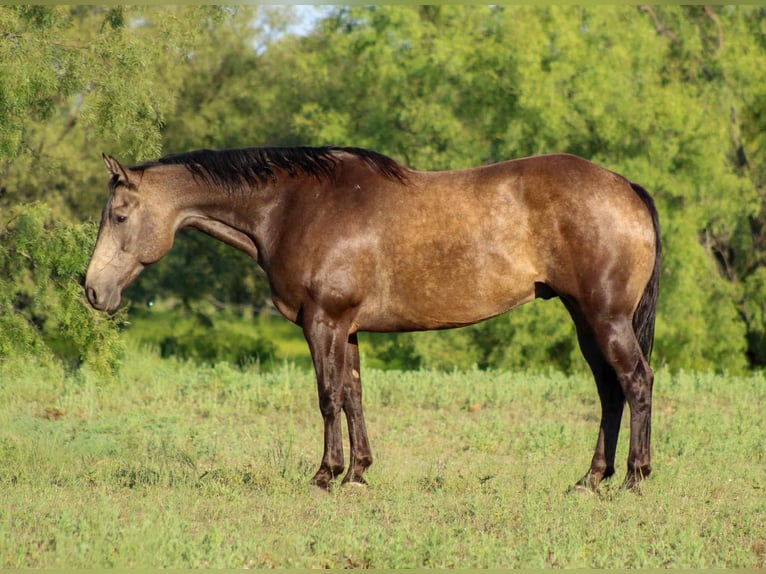 American Quarter Horse Wallach 7 Jahre 157 cm Buckskin in Stephenville TX