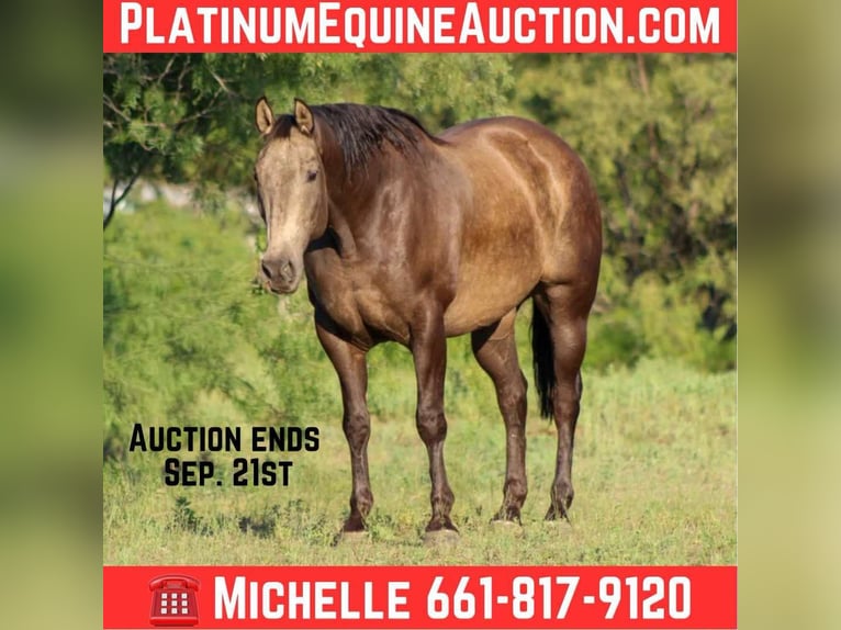 American Quarter Horse Wallach 7 Jahre 157 cm Buckskin in Stephenville TX