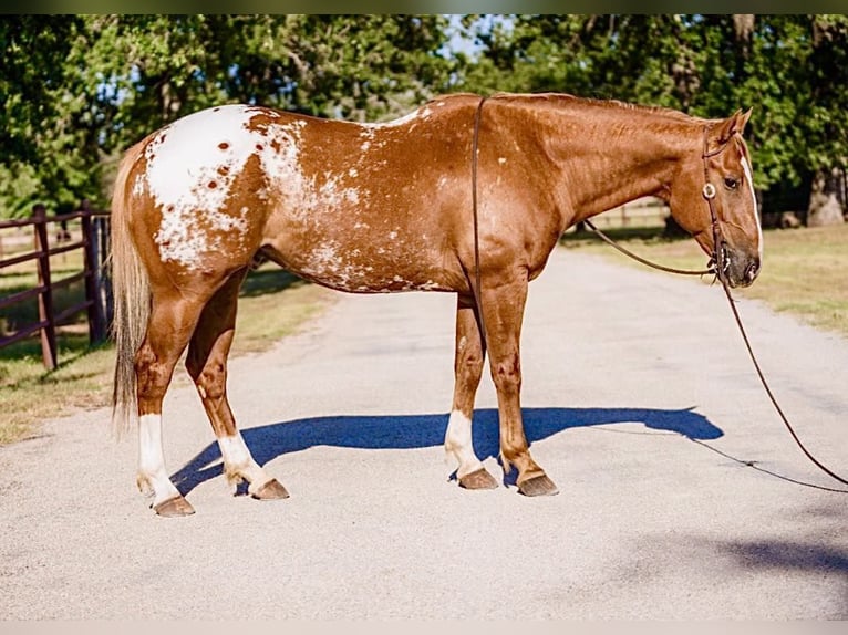 American Quarter Horse Wallach 7 Jahre 157 cm Dunkelfuchs in Lipan TX