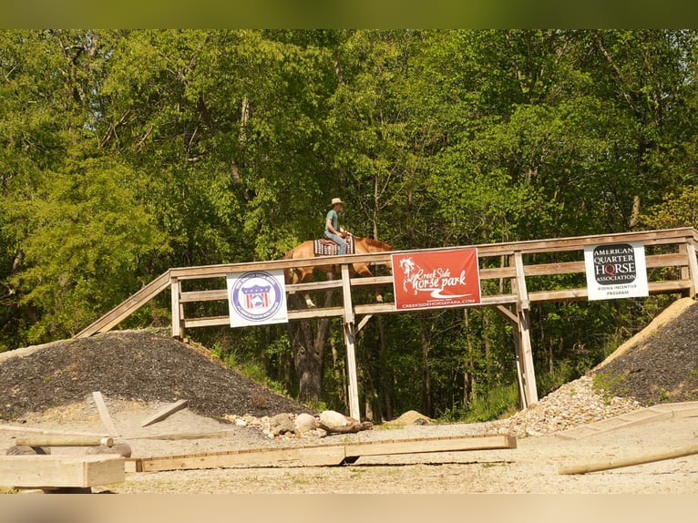 American Quarter Horse Wallach 7 Jahre 157 cm Falbe in Fresno