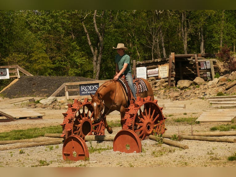American Quarter Horse Wallach 7 Jahre 157 cm Falbe in Fresno