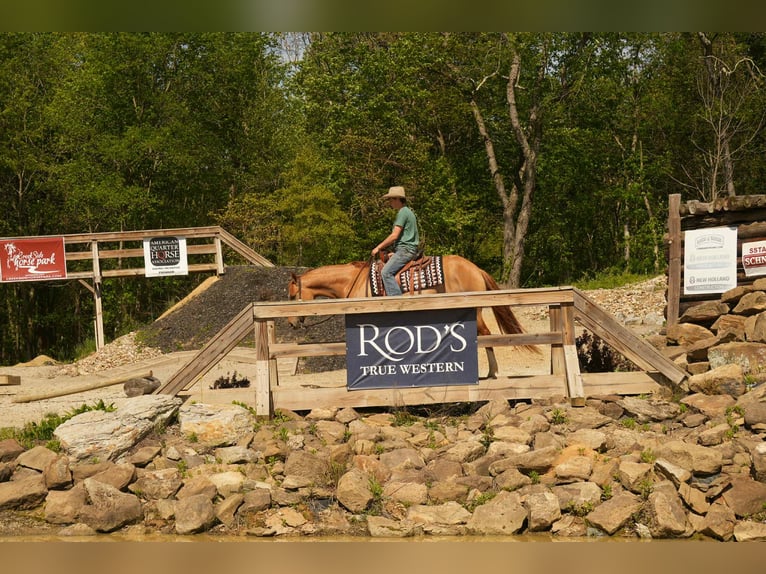 American Quarter Horse Wallach 7 Jahre 157 cm Falbe in Fresno