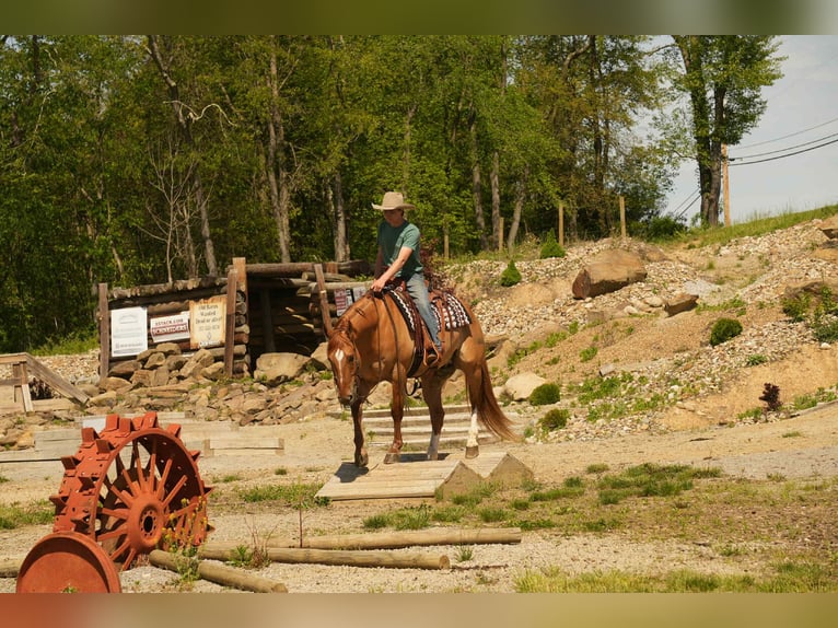 American Quarter Horse Wallach 7 Jahre 157 cm Falbe in Fresno