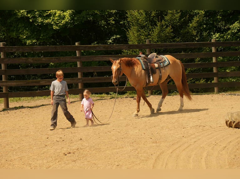 American Quarter Horse Wallach 7 Jahre 157 cm Falbe in Fresno