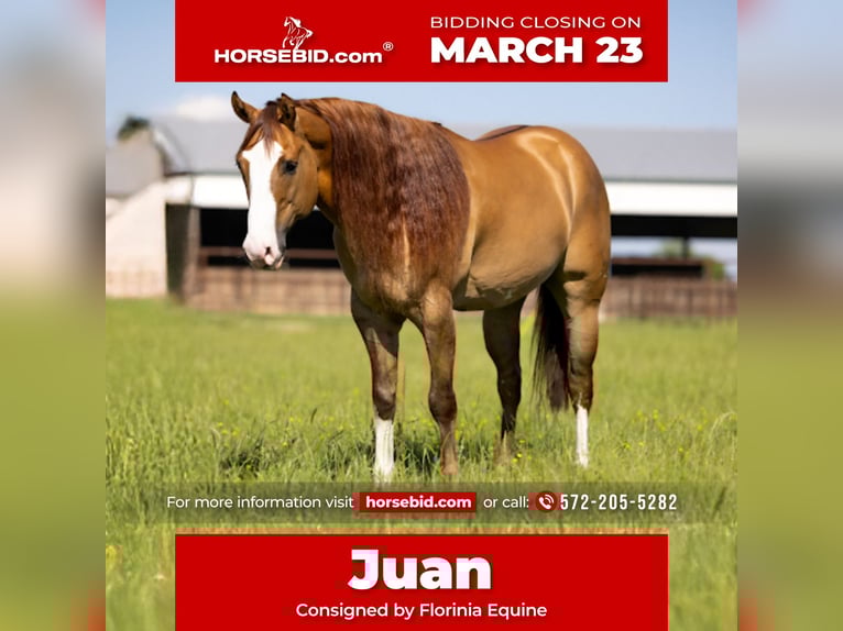 American Quarter Horse Wallach 7 Jahre 157 cm Falbe in Edmond