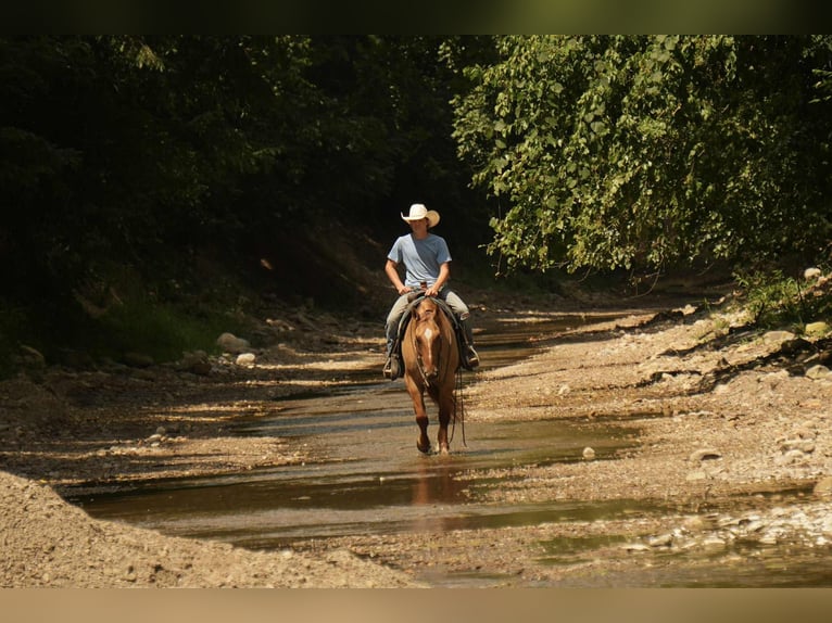 American Quarter Horse Wallach 7 Jahre 157 cm Falbe in Fresno