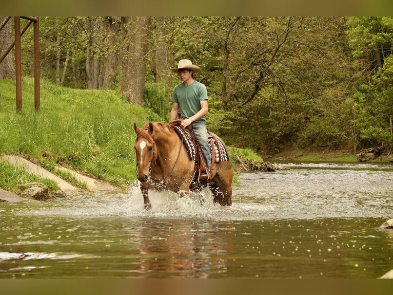 American Quarter Horse Wallach 7 Jahre 157 cm Falbe in Fresno