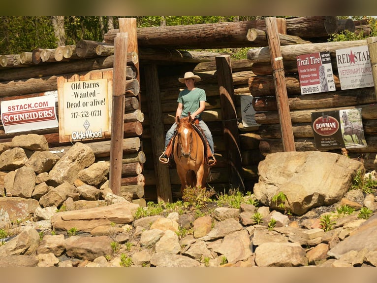 American Quarter Horse Wallach 7 Jahre 157 cm Falbe in Fresno