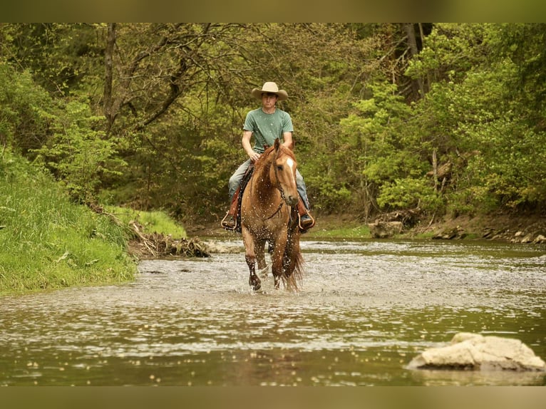 American Quarter Horse Wallach 7 Jahre 157 cm Falbe in Fresno