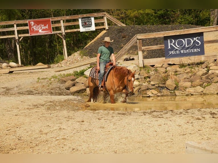 American Quarter Horse Wallach 7 Jahre 157 cm Falbe in Fresno