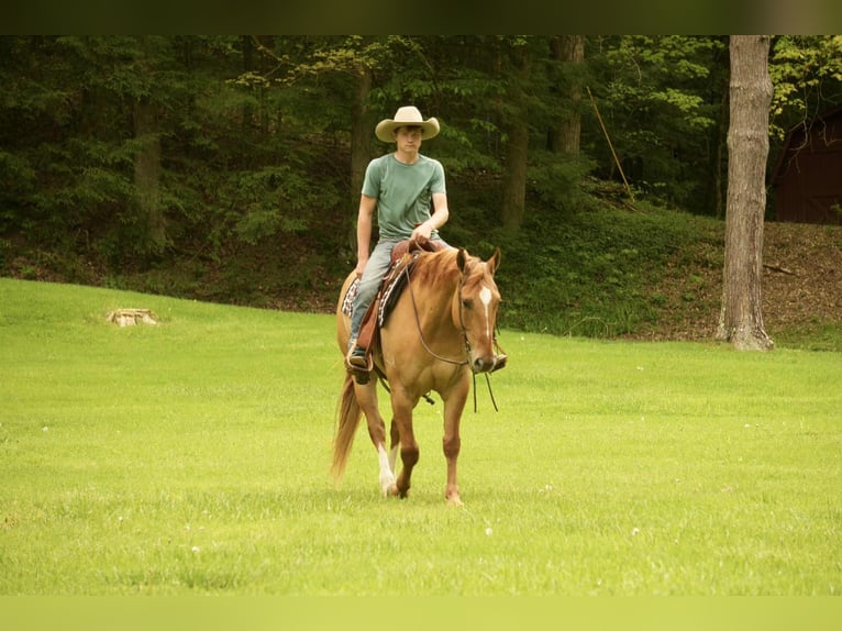 American Quarter Horse Wallach 7 Jahre 157 cm Falbe in Fresno