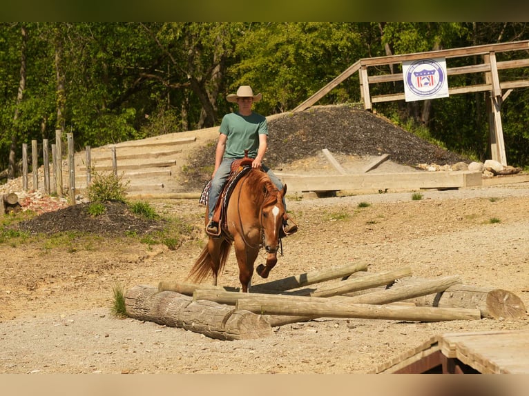 American Quarter Horse Wallach 7 Jahre 157 cm Falbe in Fresno