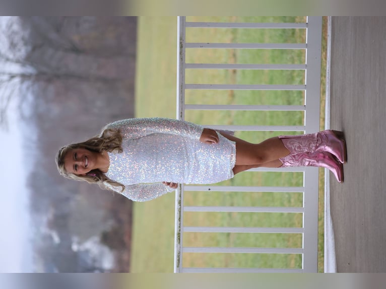 American Quarter Horse Wallach 7 Jahre 157 cm Fuchs in BENTON, KY