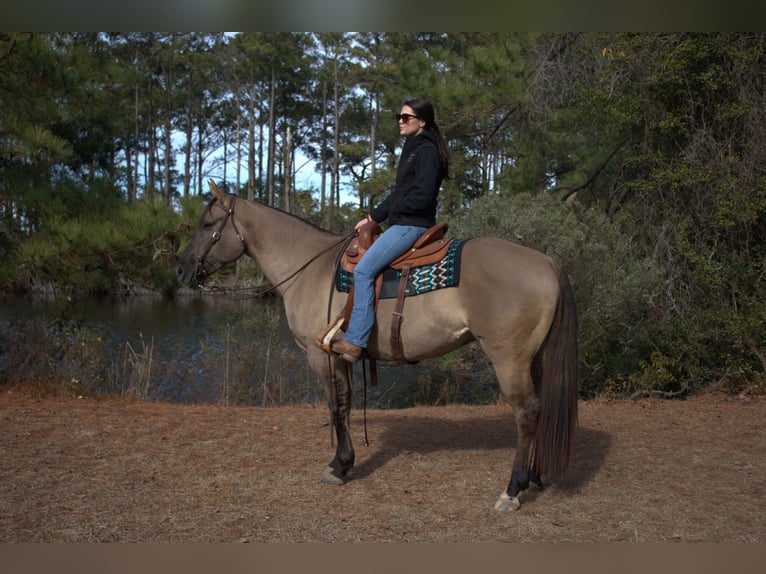 American Quarter Horse Wallach 7 Jahre 157 cm Grullo in Manns Harbor