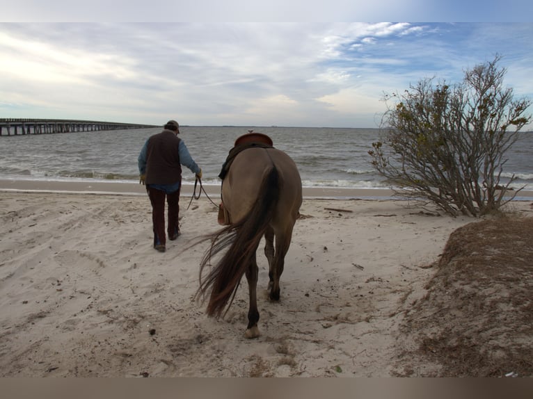 American Quarter Horse Wallach 7 Jahre 157 cm Grullo in Manns Harbor