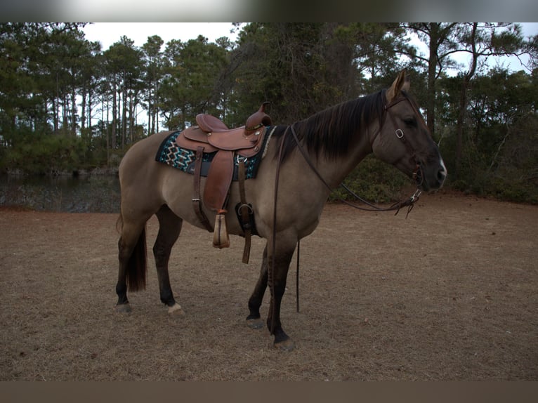 American Quarter Horse Wallach 7 Jahre 157 cm Grullo in Manns Harbor