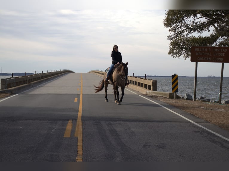American Quarter Horse Wallach 7 Jahre 157 cm Grullo in Manns Harbor