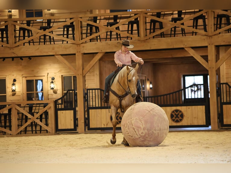 American Quarter Horse Wallach 7 Jahre 157 cm Palomino in Clarion