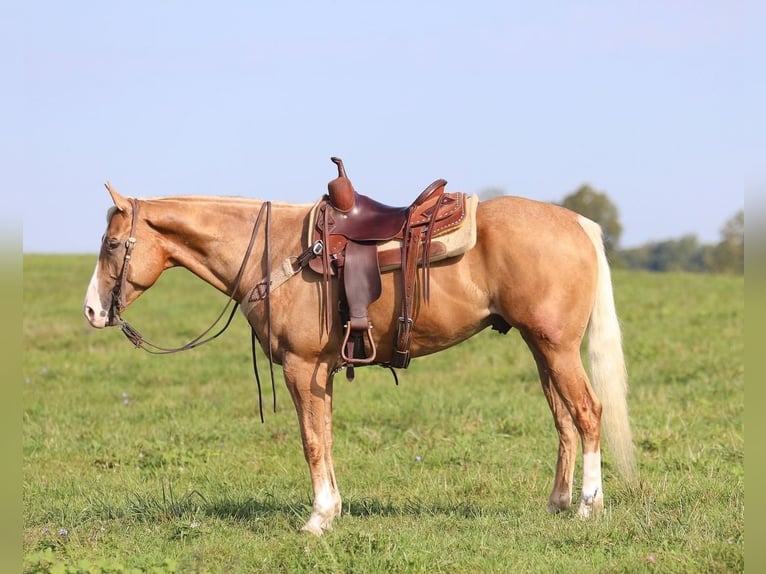 American Quarter Horse Wallach 7 Jahre 157 cm Palomino in Ewing, KY
