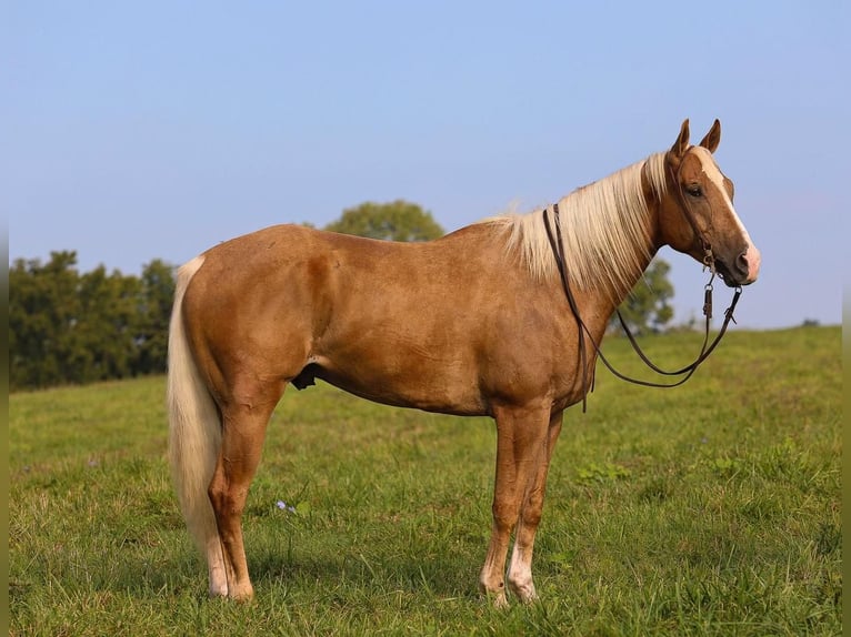 American Quarter Horse Wallach 7 Jahre 157 cm Palomino in Ewing, KY
