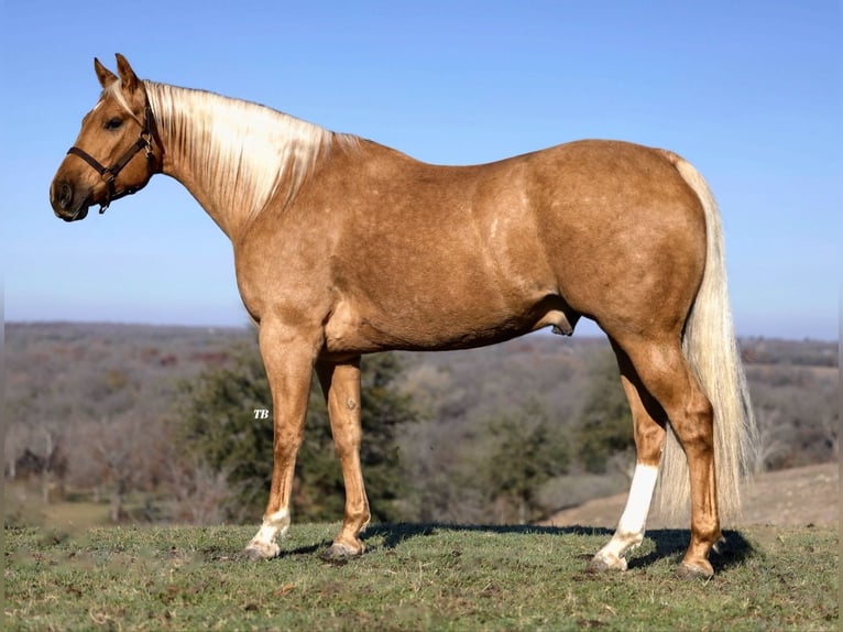 American Quarter Horse Wallach 7 Jahre 157 cm Palomino in Lipan