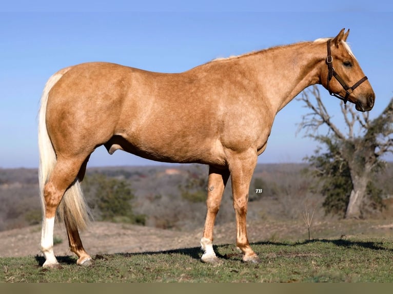 American Quarter Horse Wallach 7 Jahre 157 cm Palomino in Lipan