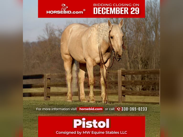 American Quarter Horse Wallach 7 Jahre 157 cm Palomino in Fresno