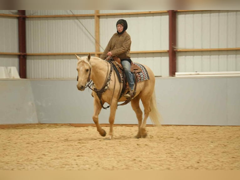 American Quarter Horse Wallach 7 Jahre 157 cm Palomino in Fresno