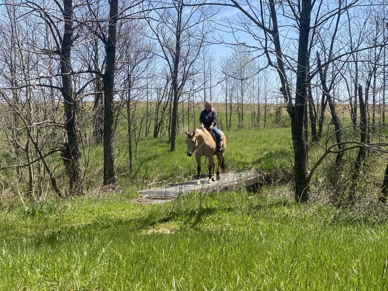 American Quarter Horse Wallach 7 Jahre 157 cm in Henderson, KY